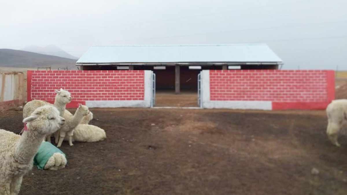 Agro Rural invierte S/ 80 millones para la construcción de cobertizos en 15 regiones