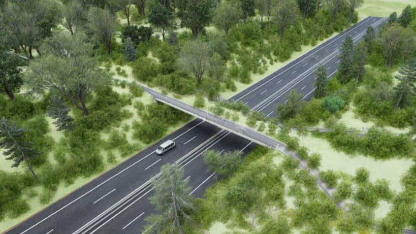 Paraguay: Proyectan Primer paso de Fauna elevado