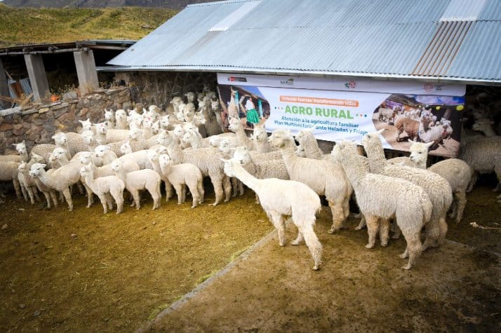 Implementan cobertizos para resguardo de más de 391 mil cabezas de ganado